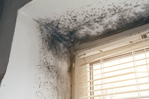 Affordable Mold Removal solutions in Jacksonville, FL