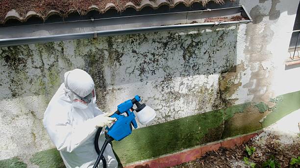Top rated local Mold Removal specialists in Jacksonville, FL